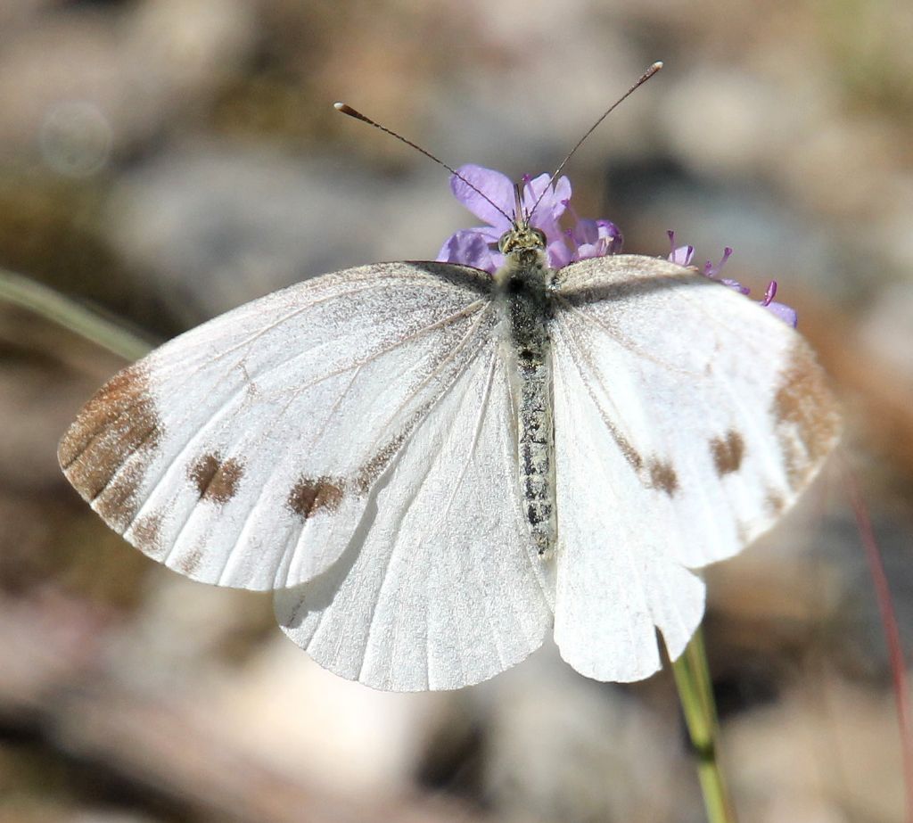 Pieris mannii? No, Pieris napi